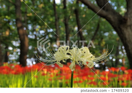 群集孤挺花 17489320