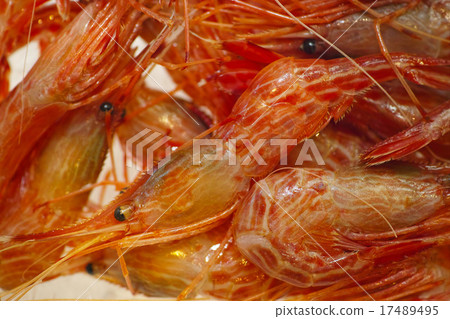 Button shrimp  17489495