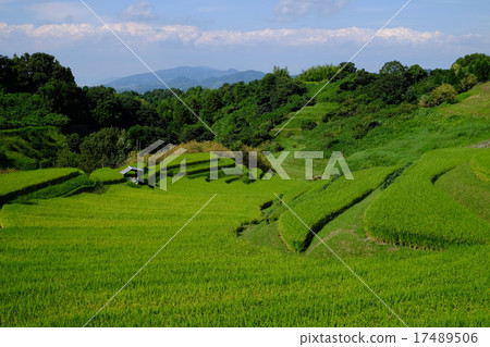 Japan Rice Terrace Hundred Osaka Rice Terrace of Akasaka 17489506