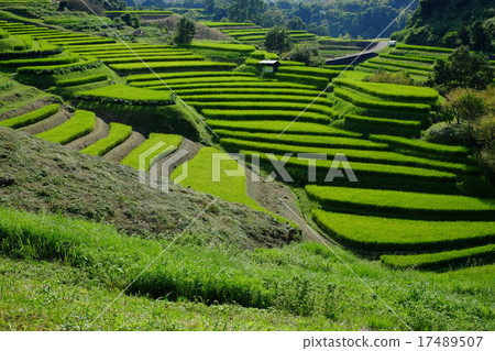 日本水稻露台赤坂大阪大米台 17489507