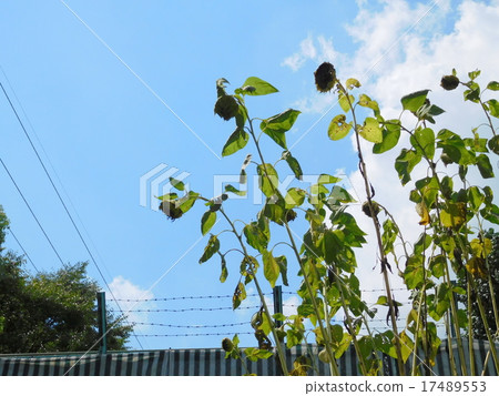 The sunflower at the end of the summer 17489553