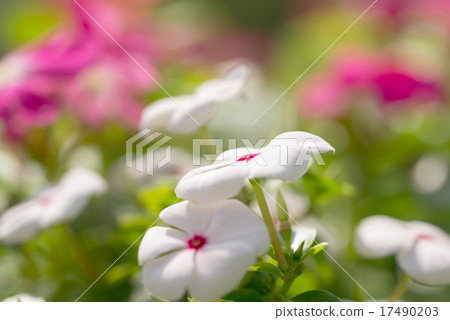 Daily grass Daily grass 17490203