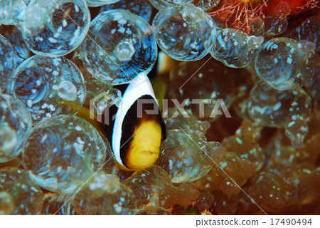 銀蓮花魚 17490494