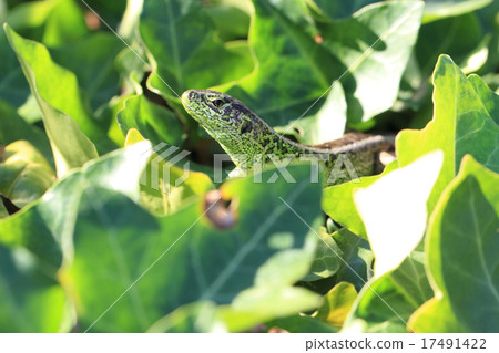 green lizard green lizard 17491422