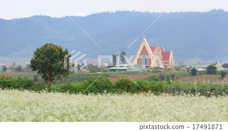 Beautiful white mustard flowers field Beautiful white mustard flowers field 17491871