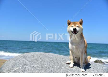 Shiba Inu and Ocean ③ 17492052