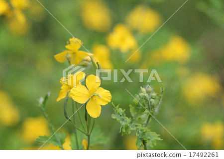 白屈菜 白屈菜 17492261