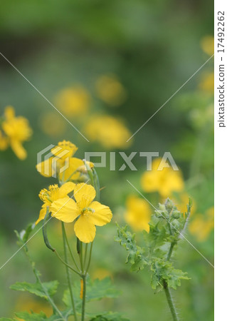 白屈菜 白屈菜 17492262