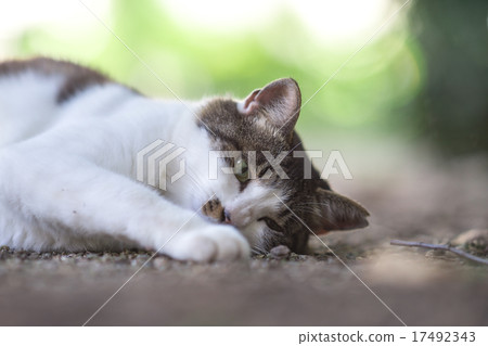 I am amazed I am amazed 17492343