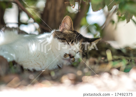 In the scorching sun, cool naturally under the tree In the scorching sun, cool naturally under the tree 17492375