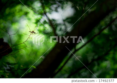 Landscape with dragonfly Landscape with dragonfly 17492377