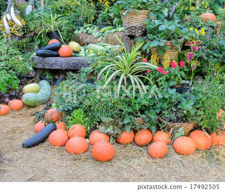 Decorated ripe vegetables in the garden 17492505
