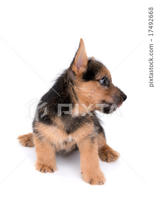 Norwich terrier puppy Norwich terrier puppy 17492668