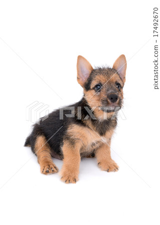Norwich terrier puppy Norwich terrier puppy 17492670