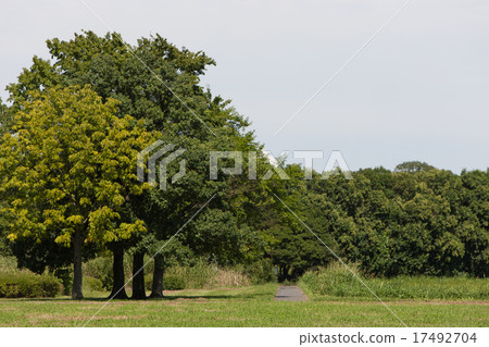 A row of trees in the park A row of trees in the park 17492704