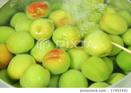 Early summer image · Plum wash of early summer fun · solid bird's-eye view upside-down position 17493491
