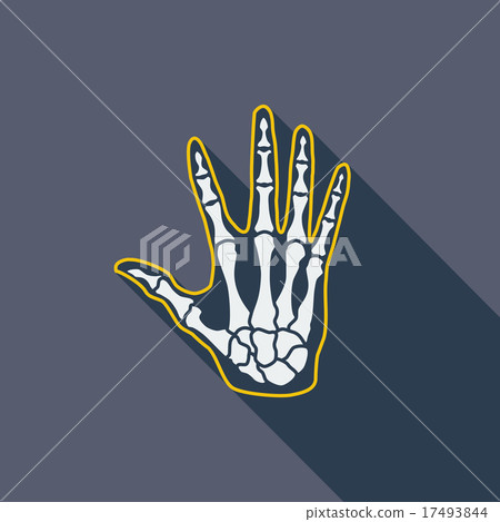 Anatomy hand 17493844