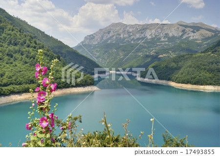 Flowers on the Pivsko Lake, Montenegro. 17493855