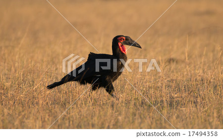 Southern ground hornbill walks across African savannah Southern ground hornbill walks across African savannah 17494358
