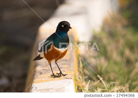 Superb starling perched on kerb beside road 17494366