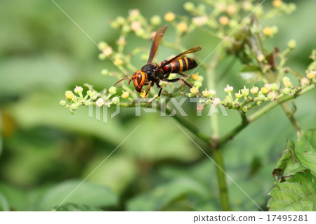 Living thing Insects bastards, large and smart hornet. Grabbing the flowers of the yellow backed egg Living thing Insects bastards, large and smart hornet. Grabbing the flowers of the yellow backed egg 17495281