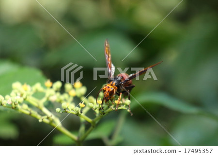 Living things Insects are faint as compared to other wasps, the face seems to be long and slender (it is an individual's impression) Living things Insects are faint as compared to other wasps, the face seems to be long and slender (it is an individual's impression) 17495357