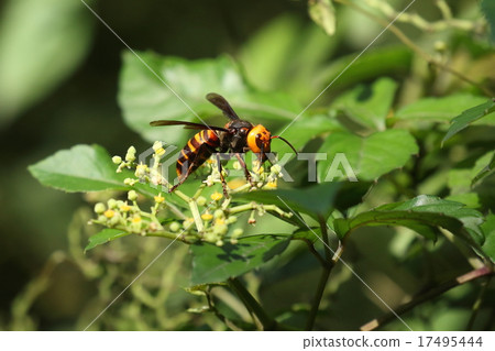生物昆蟲火雞，蚊子百合。即使你專注於用餐，也不會逃避 17495444