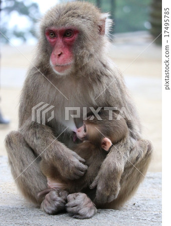 Takasakiyama Monkey的父母和孩子 17495785