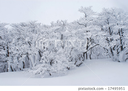 Silence of snow. 17495951