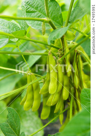 圖庫照片: 種植園的毛豆