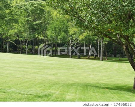Grass and trees and the sky 17496032