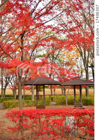 秋天的公園 秋天的公園 17496307