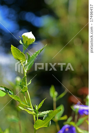 白花風鈴草芽 白花風鈴草芽 17496457