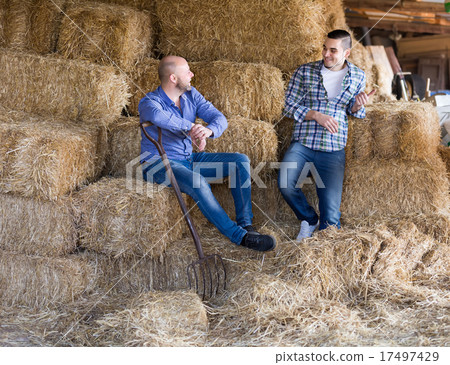 Two farmers working in barn 17497429