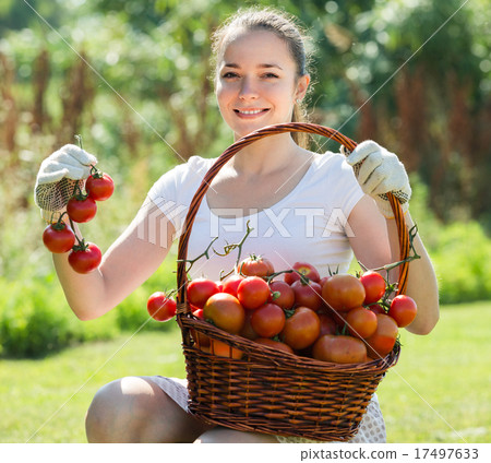 Woman with tomato harvest in garden Woman with tomato harvest in garden 17497633