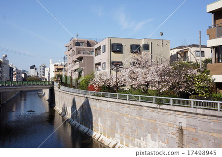 Residential area along the Kanda river where cherry blossoms (Nakano-machi) Residential area along the Kanda river where cherry blossoms (Nakano-machi) 17498945