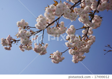Double cherry blossoms in full bloom Double cherry blossoms in full bloom 17499012