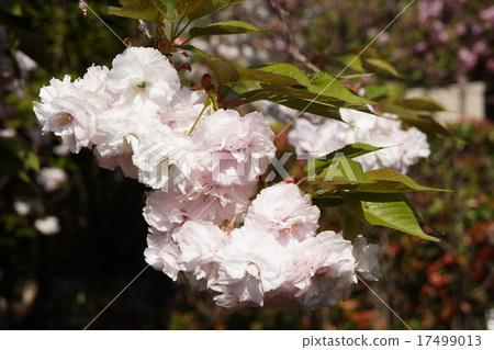 Double cherry blossoms in full bloom Double cherry blossoms in full bloom 17499013