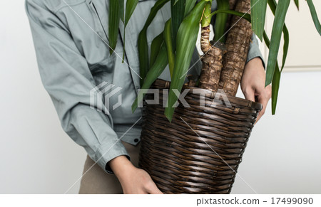 ，葉子植物 17499090