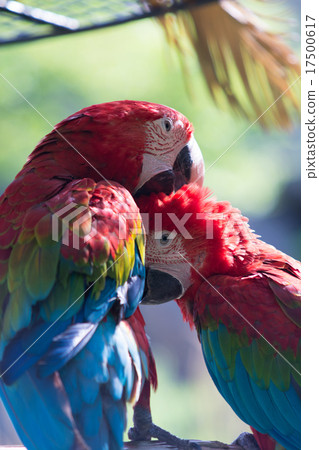Scarlet macaw 17500617