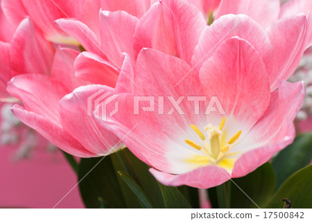Tulip Tulip 17500842