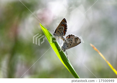 Miyashita的交配 17500949