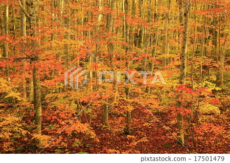 Towada in Aomori Prefecture Tokinuma in autumn leaves 17501479