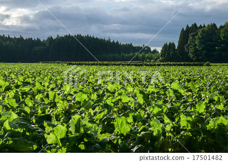 Burdock field in September 17501482