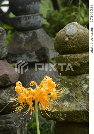 The yellow cluster amaryllis and stone pagoda 17501588