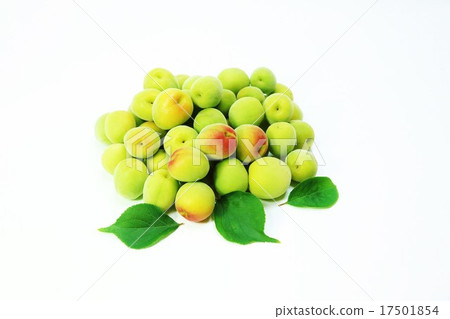 Early summer background material · colorful south high plum wash plum plum plum and plum leaf 3 leaves · plum leaf lower front side lateral position Early summer background material · colorful south high plum wash plum plum plum and plum leaf 3 leaves · plum leaf lower front side lateral position 17501854