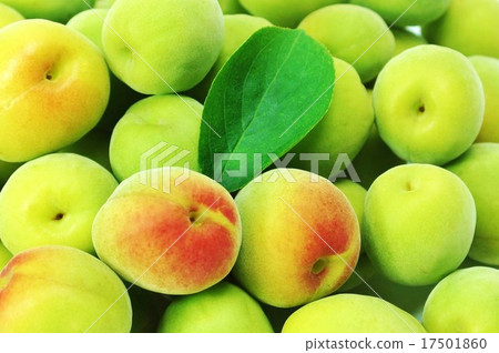 Early summer background material · colorful southern plum wash plum plum and plum leaf one leaf in the center · solid side plums up Early summer background material · colorful southern plum wash plum plum and plum leaf one leaf in the center · solid side plums up 17501860
