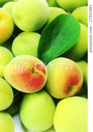 Early summer background material · Colorful southern high plum wash plum plum and plum leaf leaves one leaf · solid vertical plums up Early summer background material · Colorful southern high plum wash plum plum and plum leaf leaves one leaf · solid vertical plums up 17501861
