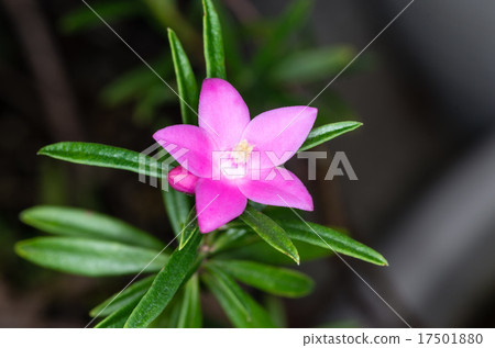 Crowea · Exalata Crowea · Exalata 17501880