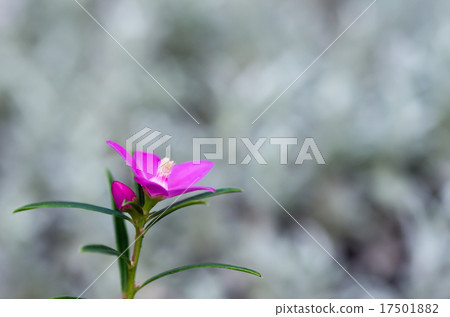 Crowea · Exalata Crowea · Exalata 17501882